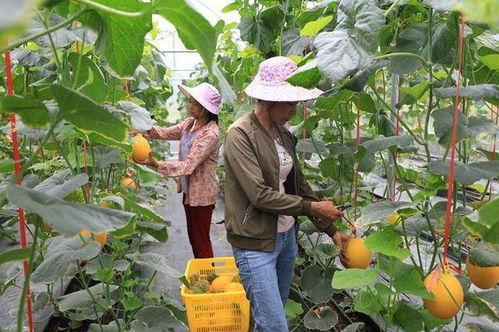 山南网红吃瓜,揭秘幕后故事与热门话题  第3张